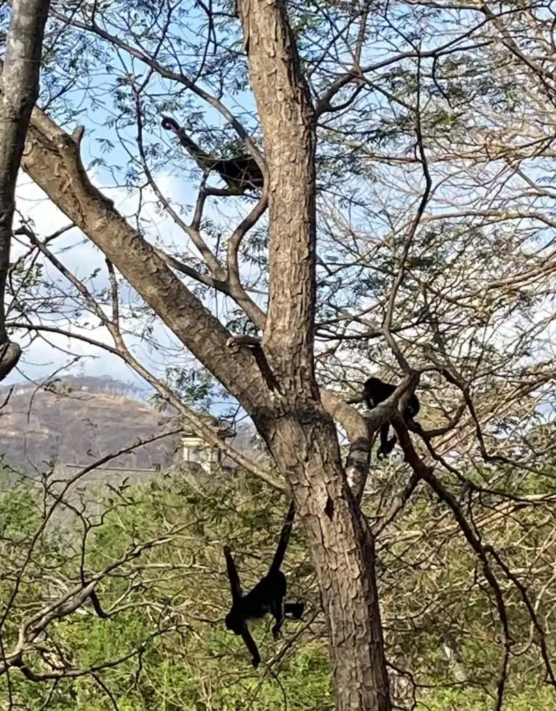 Wildlife viewing is a popular things to in Costa Rica. At Villa Sol we loved seeing the howler monkey's. 