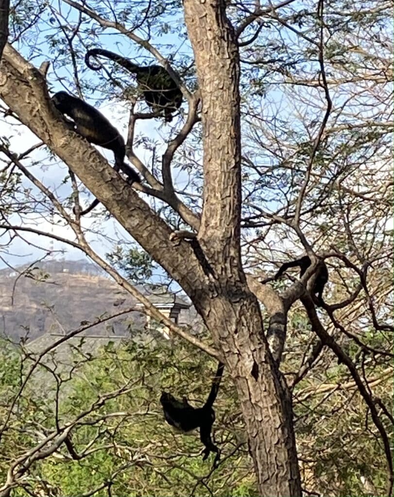 If you want to stay where the howler monkey's are, look into Villa Sol in Playa Hermosa, Costa Rica.