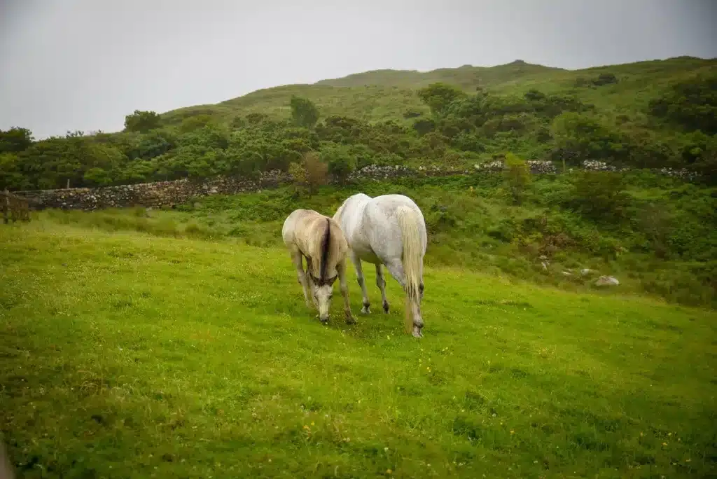 Horses in Connemara.