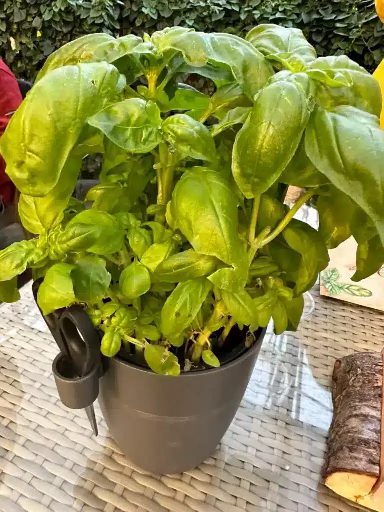 Clip your own fresh basil at Fridaheimar, a restaurant on the Golden Circle in Iceland and can be found on the above map. 