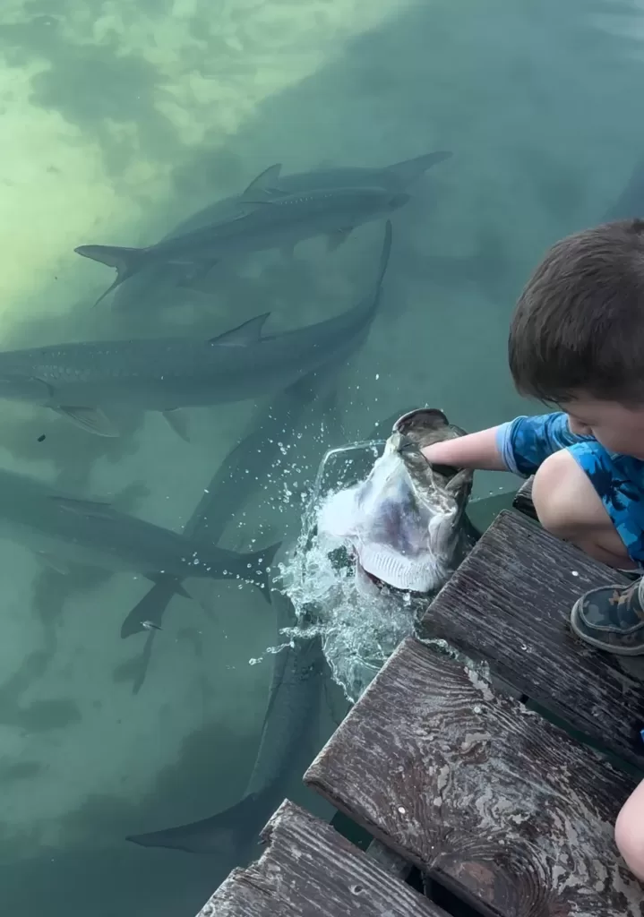 Feeding the Tarpon in Belize. 