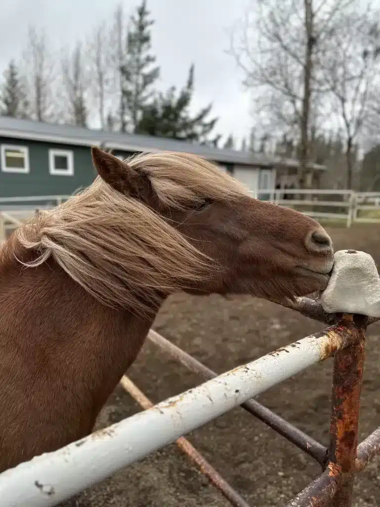 Horse eating at my favorite dining experience.   