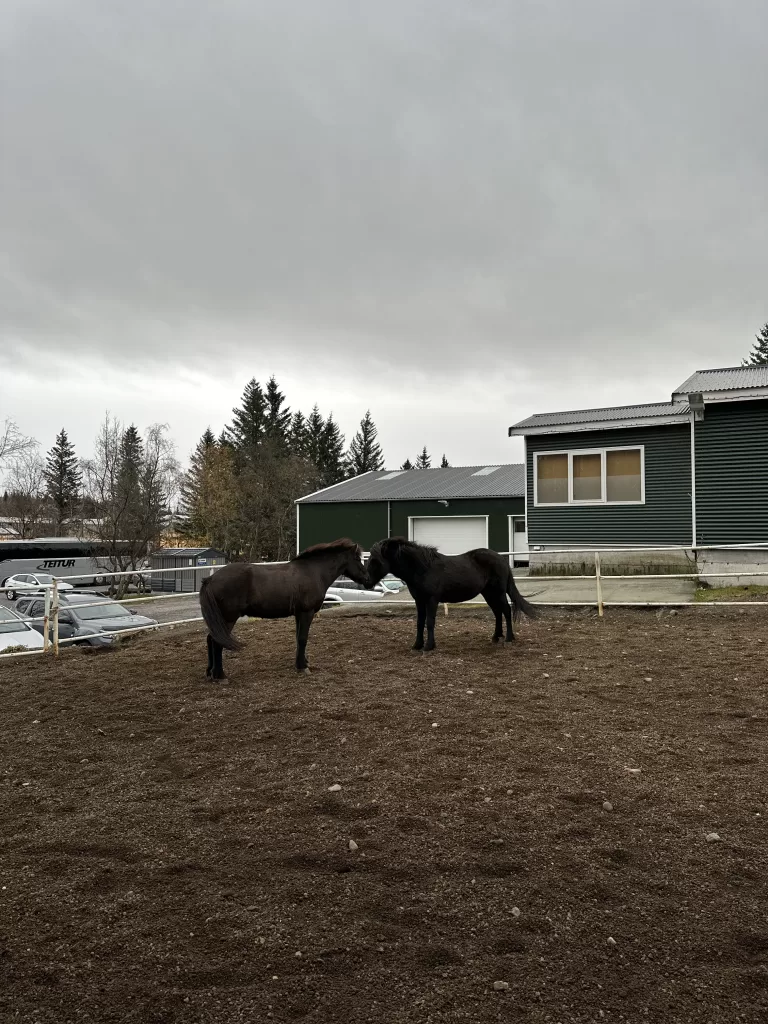 Horses at the best restaurants on the Golden Circle in Iceland.