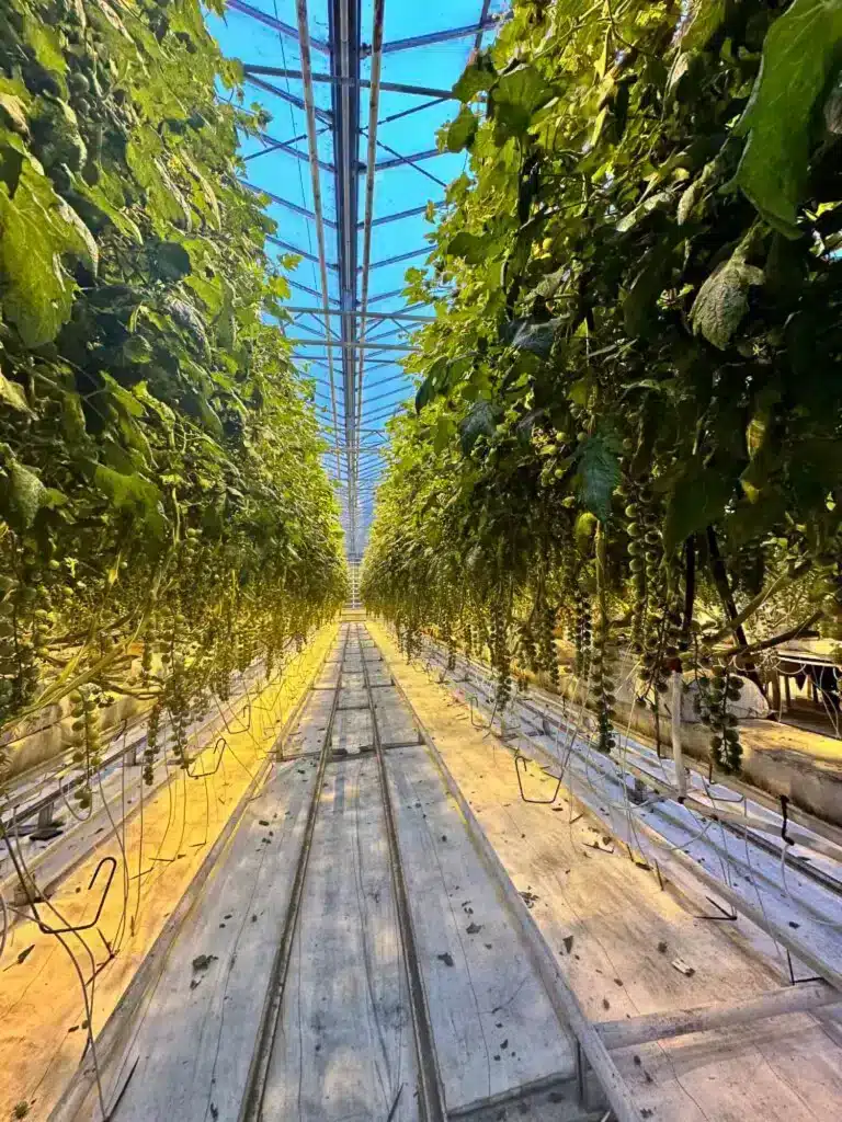 Inside a sustainable farming restaurant in Iceland on the Gold Circle.