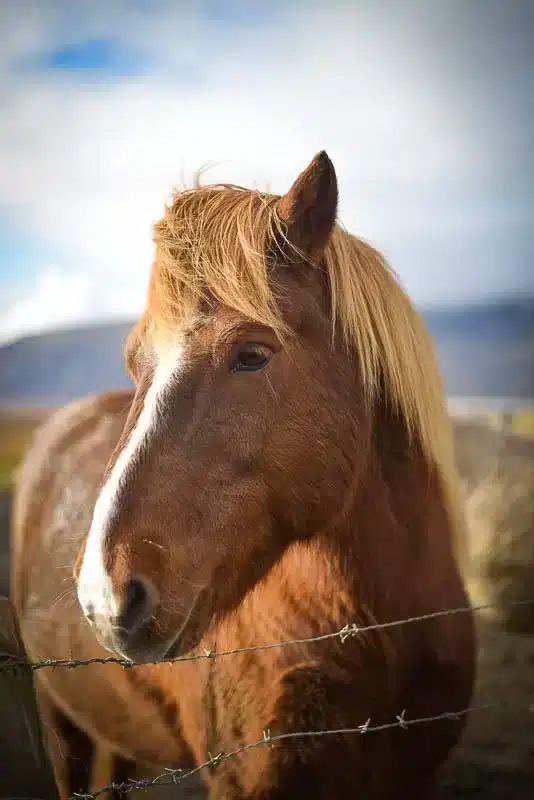 An Icelandic horse found along the Golden Circle in Iceland which a map is included in that post.