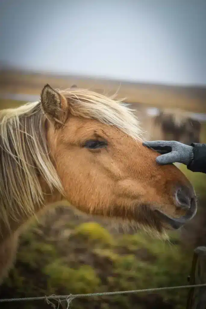 Icelandic horse