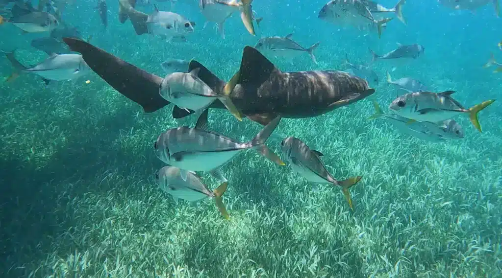 Snorkeling with nurse sharks is one of the popular things to do in Caye Caulker, Belize.