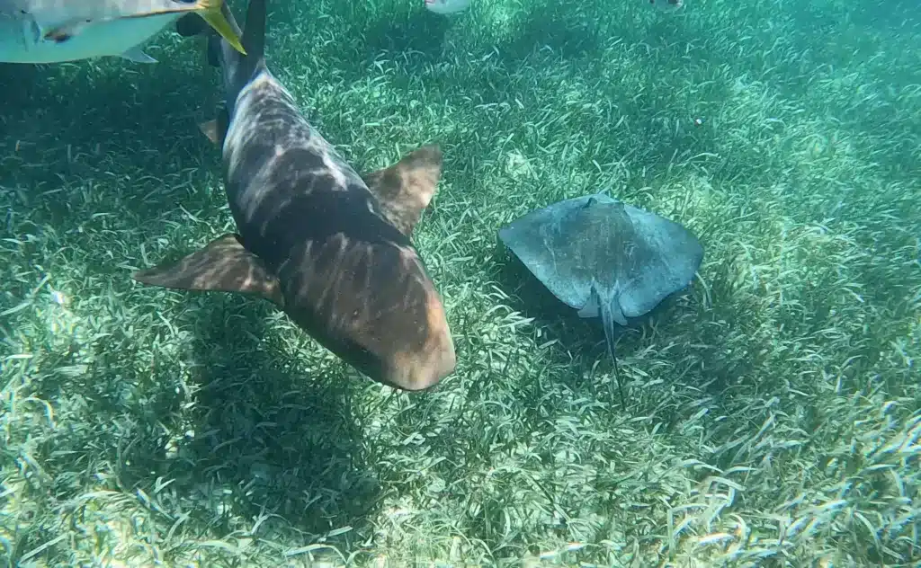 Shark and Ray seen while snorkeling at Shark Ray Alley.