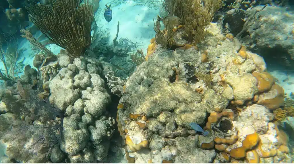 Snorkeling is a popular activity on Caye Caulker. Here is an image from Hol Chan Marine Reserve. 