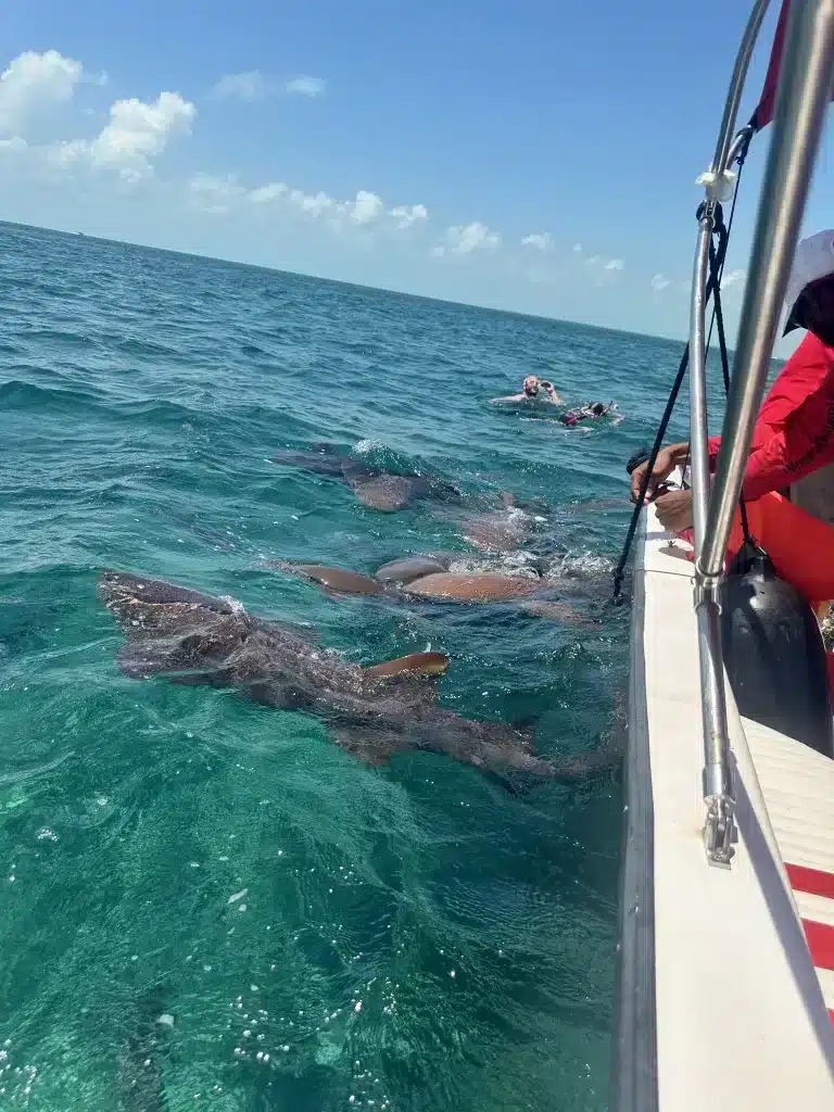 Swimming with Sharks in Shark Ray Alley in Belize.