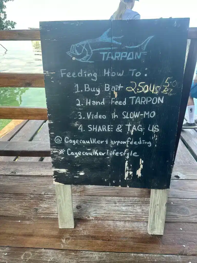 Feeding tarpon is one if the funnest family activities on Caye Caulker, Belize.