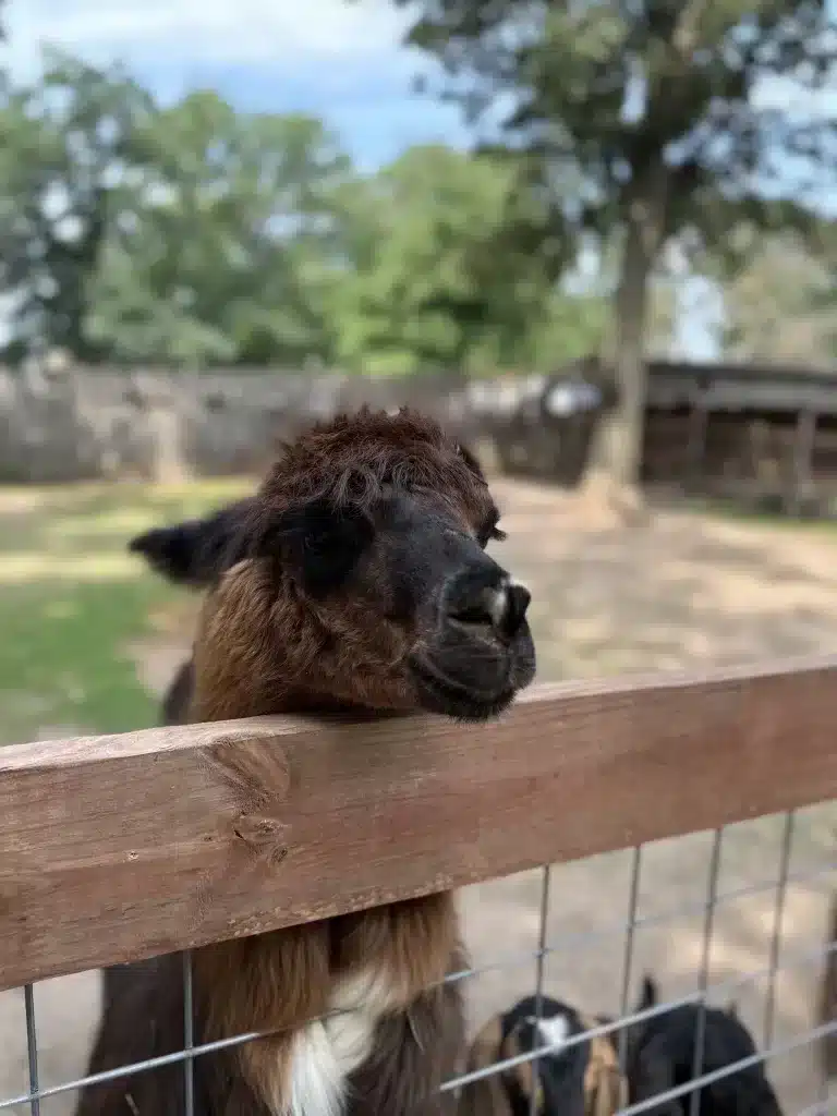 An alpaca at Fawn-Doe Rosa.