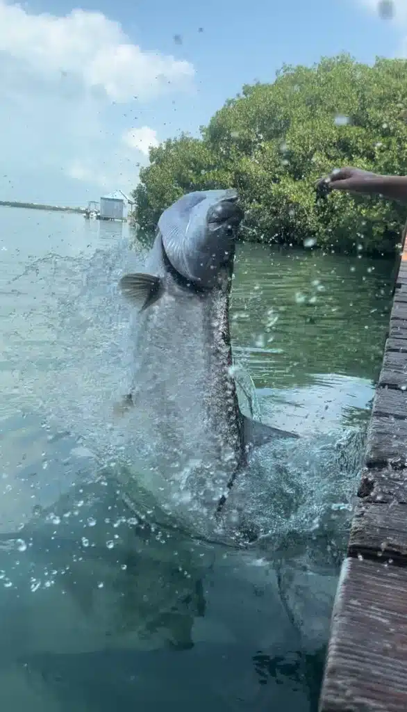 A tarpon jumping out of the water. 