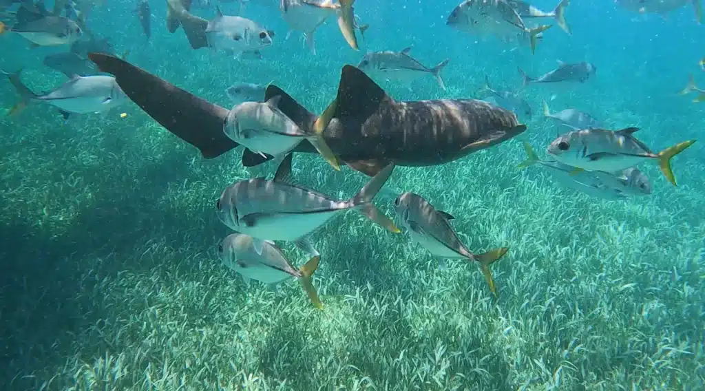 Underwater footage caught by our GoPro in Belize. 