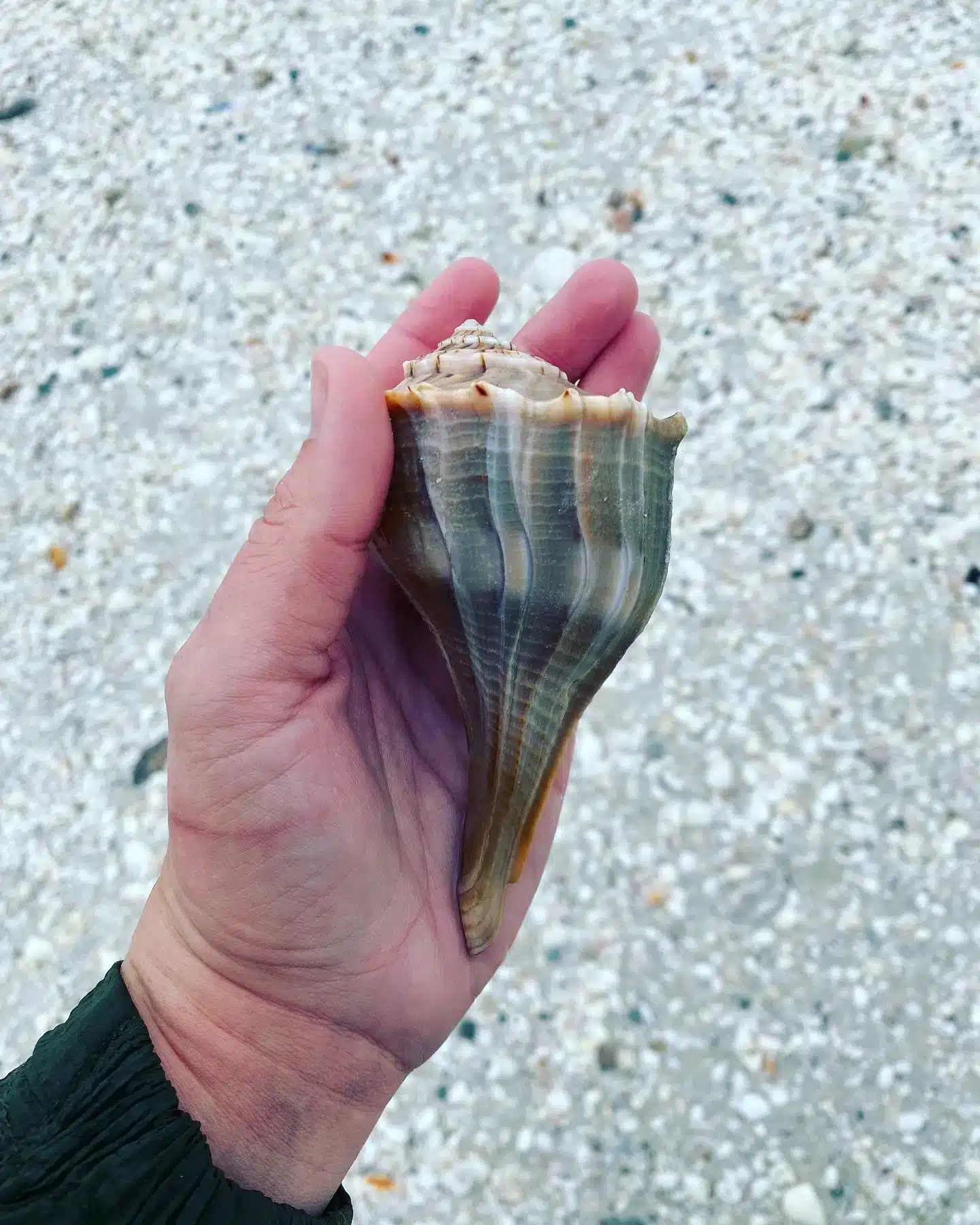 We loved shelling on Keewaydin Island when we stayed on Marco Island. Shelling is a popular attraction for those vacationing in Fl.