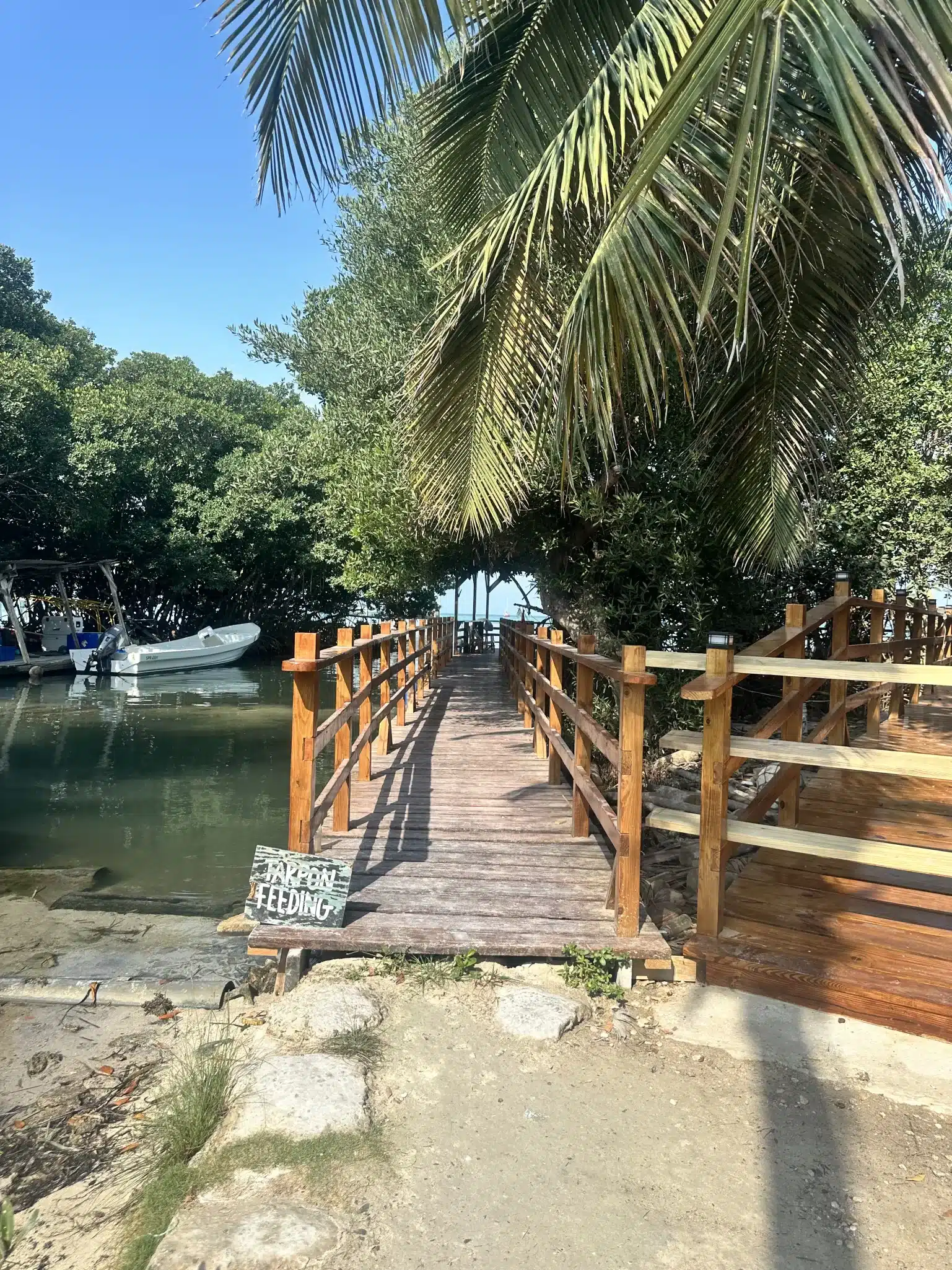 Feeding Tarpon in Caye Caulker: A Thrilling Experience in Belize