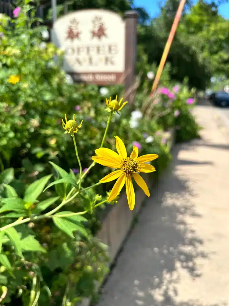 Flower near coffee shop.