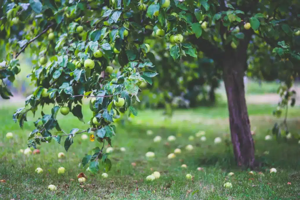 We like to visit apple orchards with our kids, it's one of our favorite MN fall activities. 