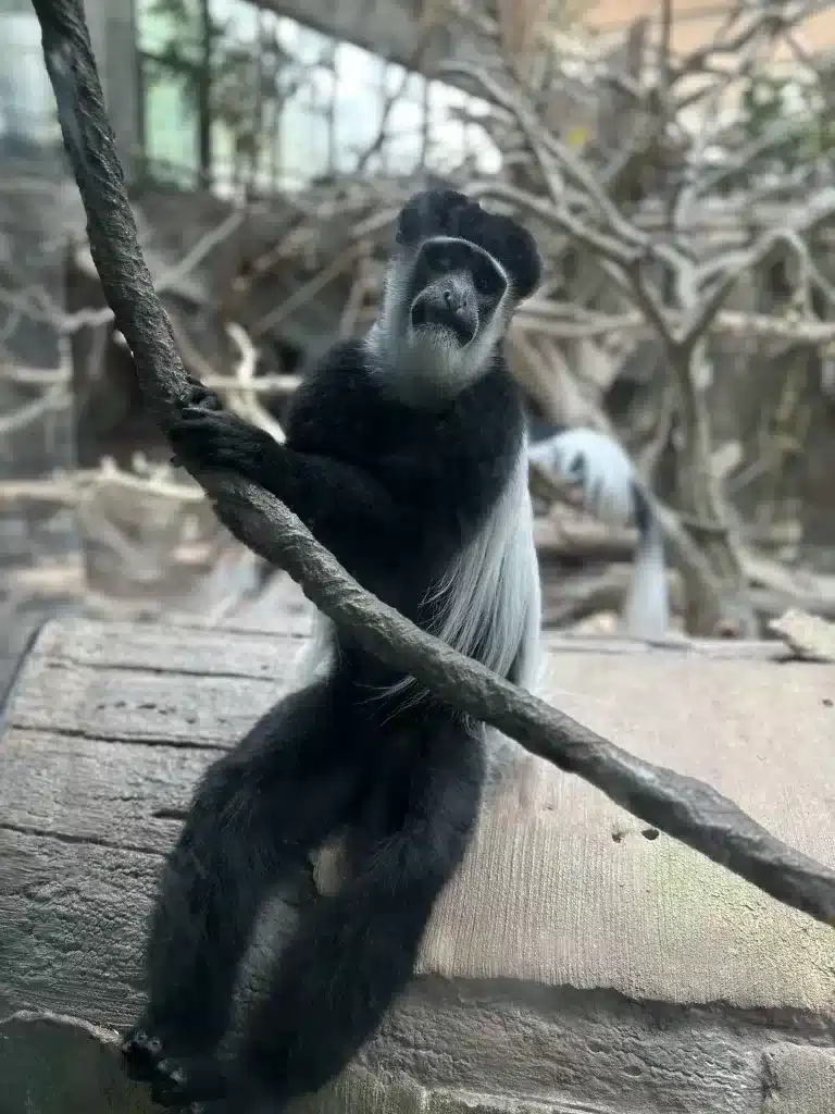 A cute monkey at the Minnesota Zoo can be seen if you check the website to be sure you know the hours and price and buy your tickets in advance. 