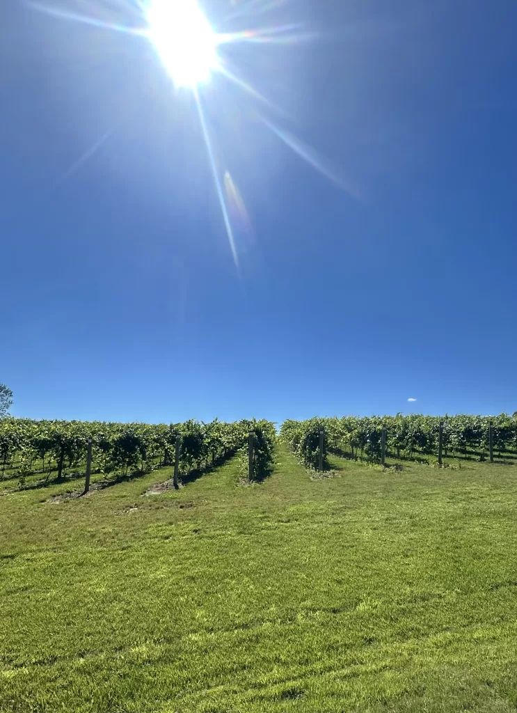 The vines at Rustic Roots Winery. 