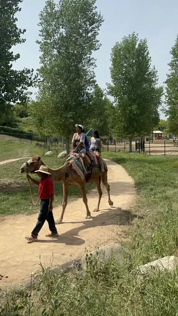 Riding a camel at the zoo.