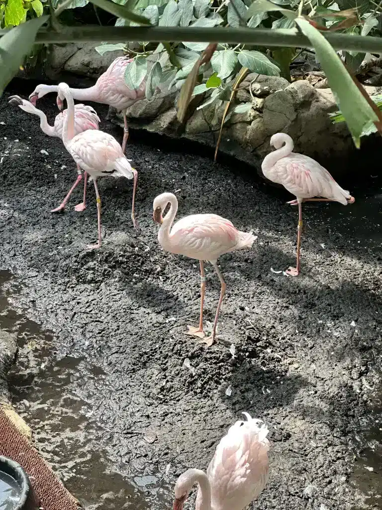 Flamingos at the zoo.